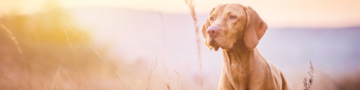Hund im Freien